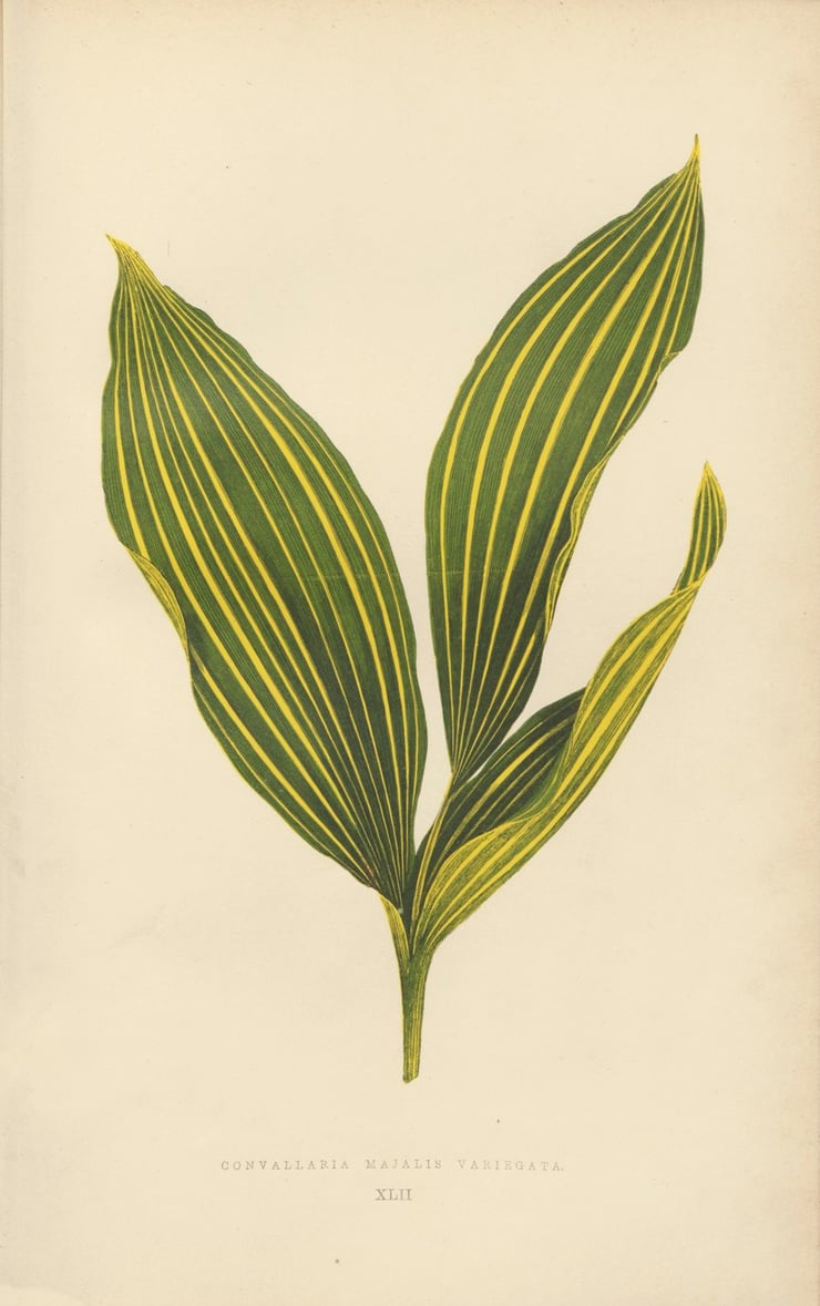 Convallaria Majalis Variegata Poster Convallaria Majalis Variegata Poster